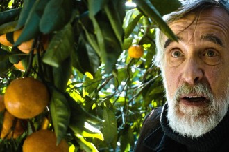 Tangerines